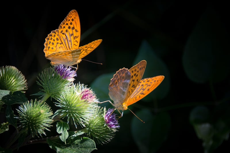 Butterfly Effect Guidelines